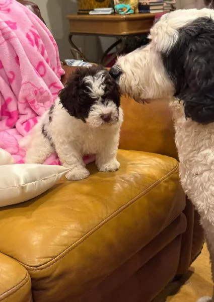 Regalo Lagotto  | Foto 0