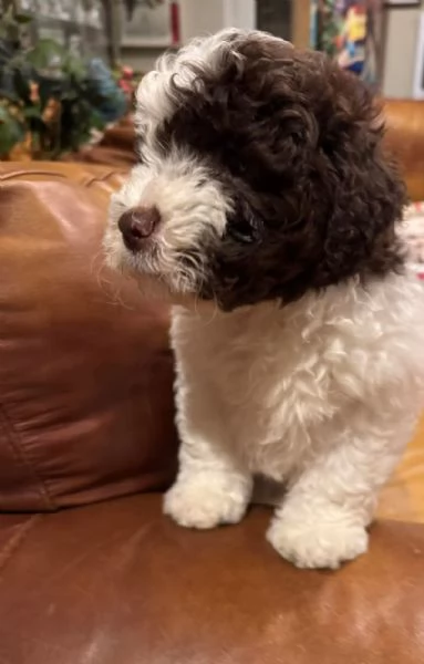 Regalo Lagotto 
