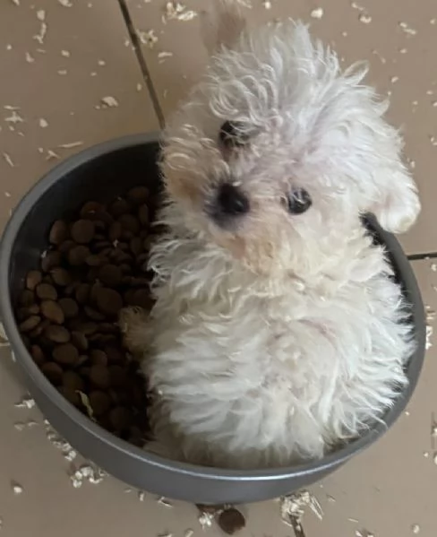 REBALO   Bolognese maschio e femmina  | Foto 0