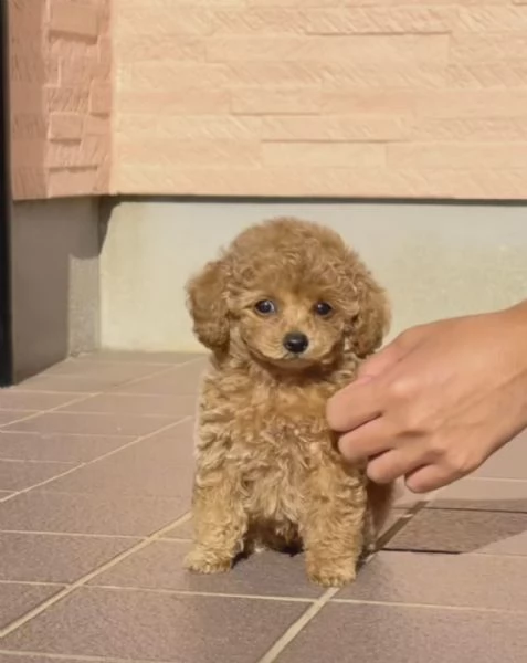 REGALO MALTIPOO | Foto 0