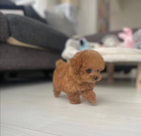 MINI Maltipoo maschio e femmina 