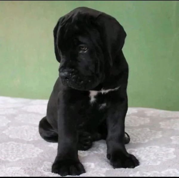 Regalo cane Corso maschio e femmina 