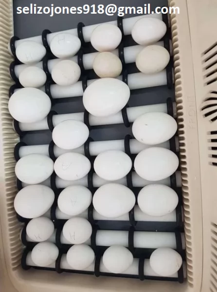 Uova fertili di pappagallo e uova di uccelli fertili in vendita Siamo specializzati nella fornitura  | Foto 0