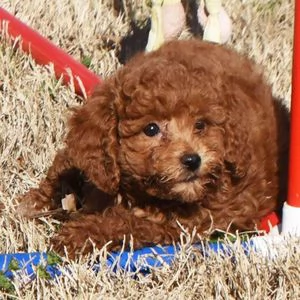 regalo   barboncino mini toy