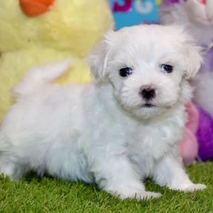 regalo maltese mini toy