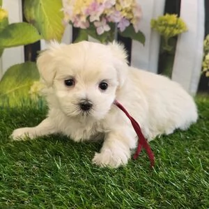 regalo maltese mini toy | Foto 0