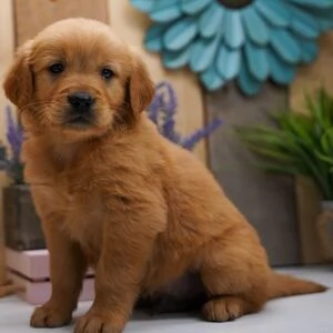 REGALO GOLDEN RETRIEVER 