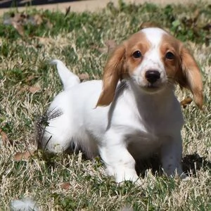 reagalo bassotto nana maschio e femmina................................. | Foto 0