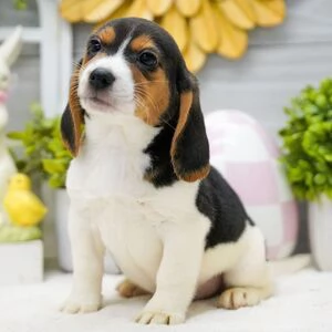 REGALO CUCCIOLI DI beagle maschio e femmina