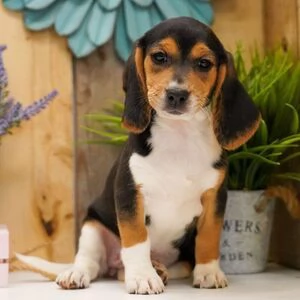 REGALO CUCCIOLI DI beagle maschio e femmina | Foto 0