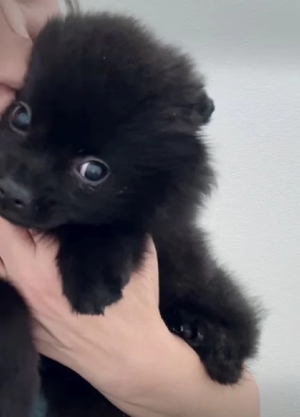 REGALO Pomeranian mini toy disponibili maschio e femmina  | Foto 1