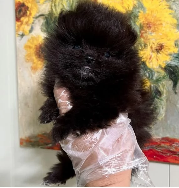 REGALO Pomeranian mini toy disponibili maschio e femmina  | Foto 0