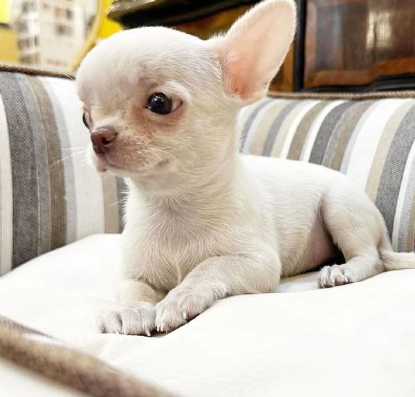 REGALI chihauhau mini toy Maschio e femmina 