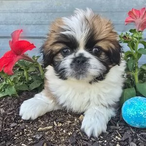 regalo disponibili pechinese 