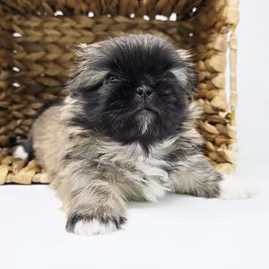 regalo disponibili pechinese  | Foto 0