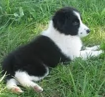 ——————-REGALO BORDER COLLIE—————- | Foto 0