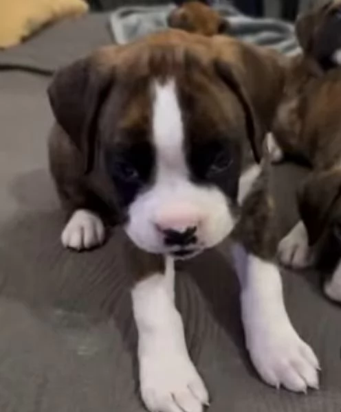 Boxer cucciolo disponibili | Foto 0