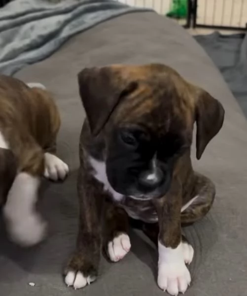 Boxer cucciolo disponibili