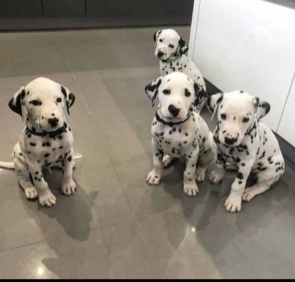  REGALO DALMATA