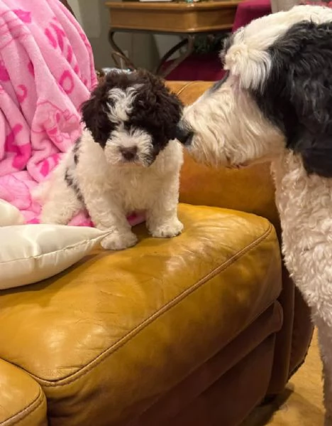 Disponibili Lagotto maschio e femmina,,,,, | Foto 0