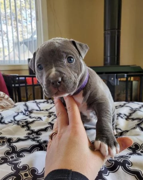 Regalo cucciolo pitbull disponibili  | Foto 0