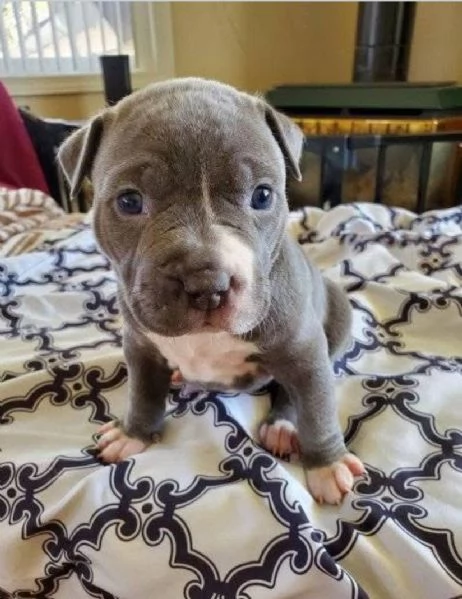 Regalo cucciolo pitbull disponibili 