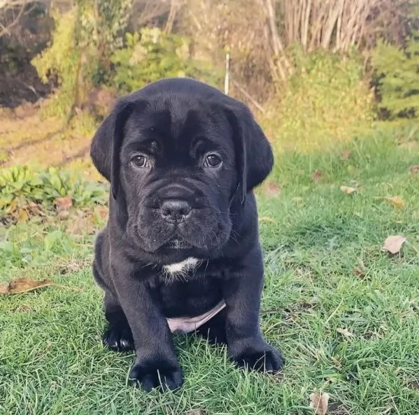 Regalo cane Corso nana