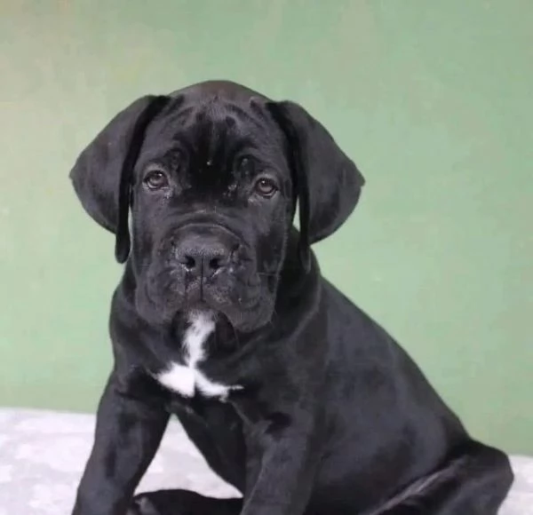 Regalo cane Corso nana | Foto 0
