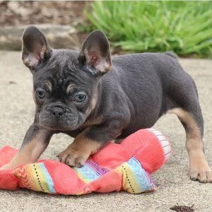 Disponibili cuccioli di bouledogue francese 3mesi