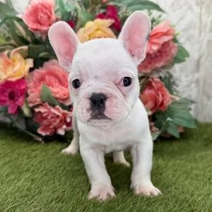 Disponibili cuccioli di bouledogue francese 3mesi | Foto 0