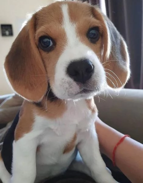 cuccioli beagle | Foto 0
