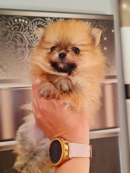 Spitz tedesco nano / volpino della pomerania TOY Latina | Foto 0