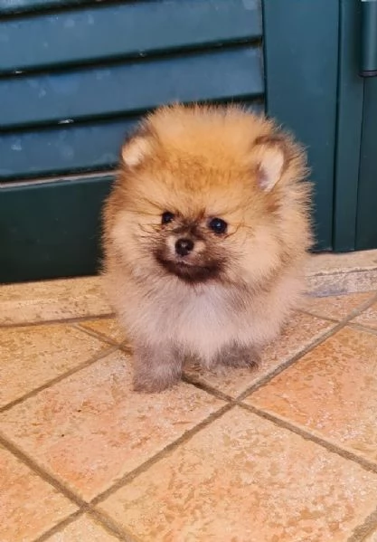 Spitz tedesco nano / volpino della pomerania TOY Latina