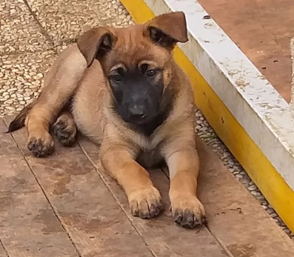 Cuccioli Pastore belga malinois