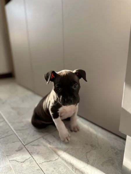 cuccioli di American staffordshire terrier