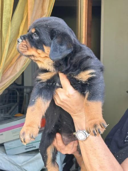 ROTTWEILER