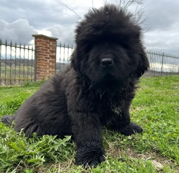 CUCCIOLI TERRANOVA | Foto 0