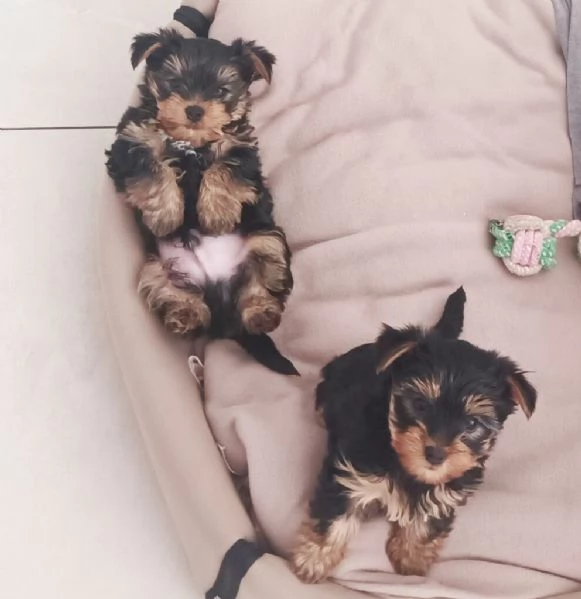 CUCCIOLI YORKSHIRE TERRIER TOY