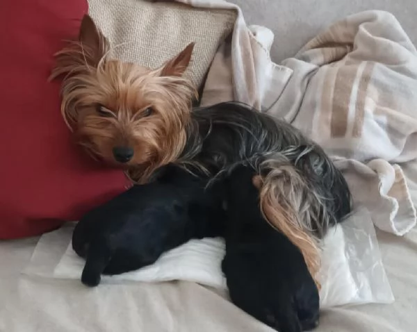 CUCCIOLI YORKSHIRE TERRIER TOY | Foto 0