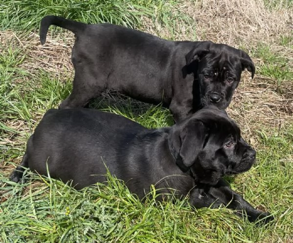 Cane Corso Tradizionale 