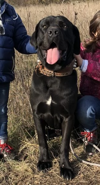 Cane Corso Tradizionale  | Foto 0