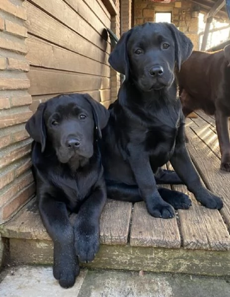 Cuccioli Labrador | Foto 0