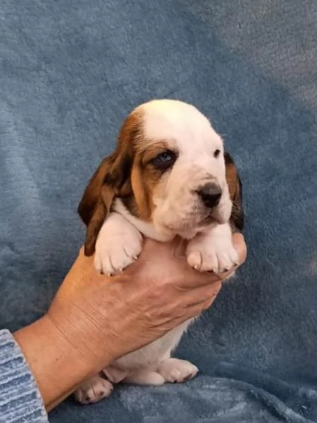 Cuccioli Basset Hound