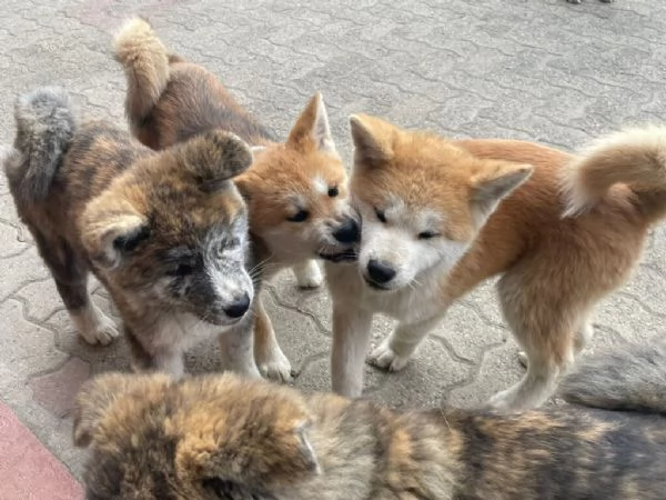 CUCCIOLI DI AKITA INU | Foto 0