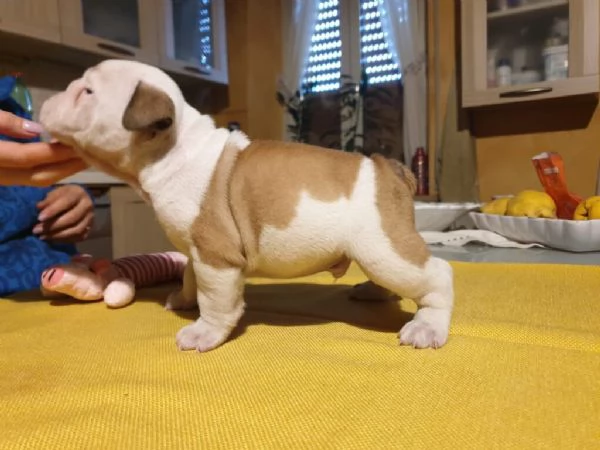 Splendida cucciolata di Bulldog Inglese disponibile! | Foto 0