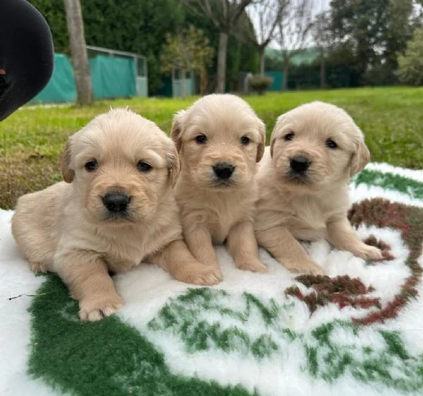 CUCCIOLI DI GOLDEN RETRIEVER CON PEDIGREE ENCI | Foto 0
