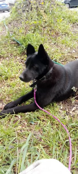 Pastorina si cede | Foto 0