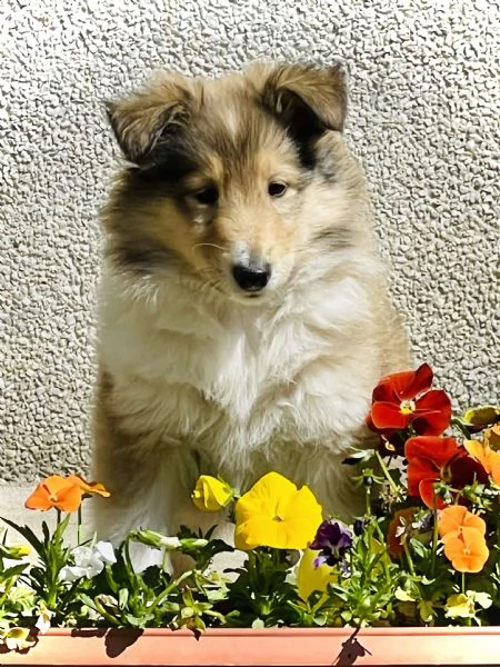 Cuccioli di pastore scozzese