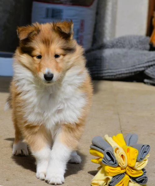 Cuccioli di pastore scozzese | Foto 5