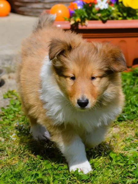 Cuccioli di pastore scozzese | Foto 4